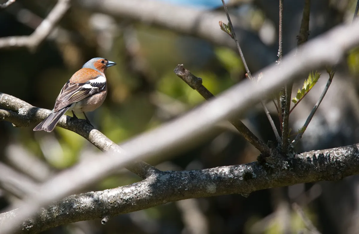 individueller-fotokurs-frankfurt-rhein-main-bird-0_kl.jpg